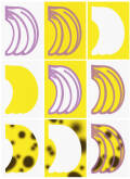 Banana Study by Bonnie Berger
